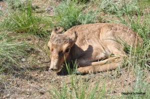New born Saiga Antilope in the Kazakh Steppe