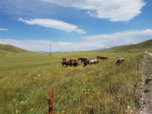 Horses roaming free in Kazakhstan
