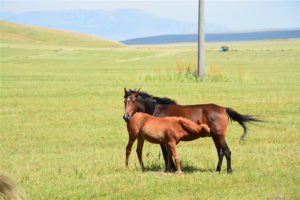 Free roaming horses in the Kazakh steppe